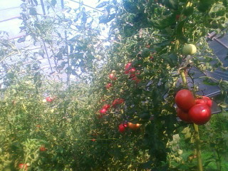 tomato110818